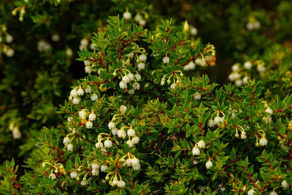 Ulusal park Terra del Fuego, Arjantin 'deki küçük beyaz çiçekli fabrikaya yakın çekim