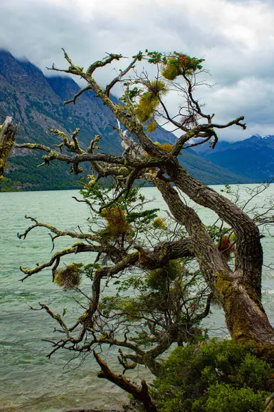 Ulusal park Terra del Fuego Gölü Arjantin 'de Chili sınırı yakınında. 