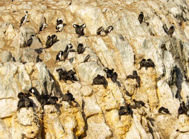 Beagle Kanalı, Arjantin 'deki kayalıklardaki kuş yuvası.