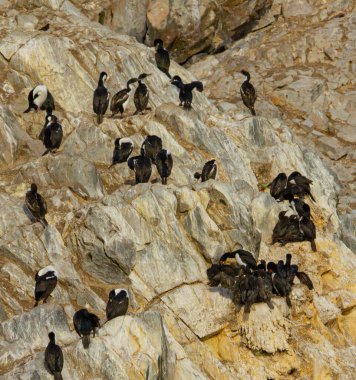 Beagle Kanalı, Arjantin 'deki kayalıklardaki kuş yuvası.