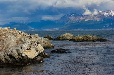 Beagle Kanalı, Arjantin 'deki kayalıklardaki kuş yuvası.