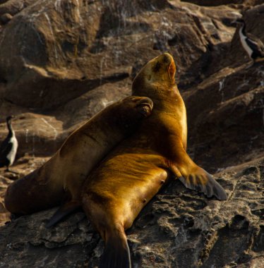 Beagle Kanalı, Arjantin 'de deniz aslanı hayatı.
