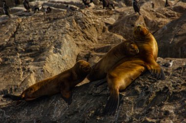 Beagle Kanalı, Arjantin 'de deniz aslanı hayatı.