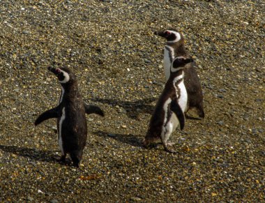 Beagle Channel, Arjantin 'deki adada penguen kolonisi