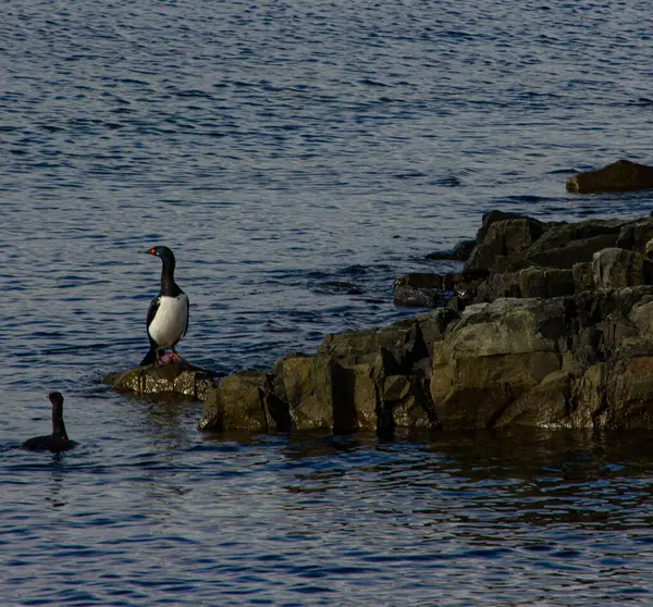 Beagle Kanalı, Arjantin 'deki kayalıklardaki kuş yuvası.