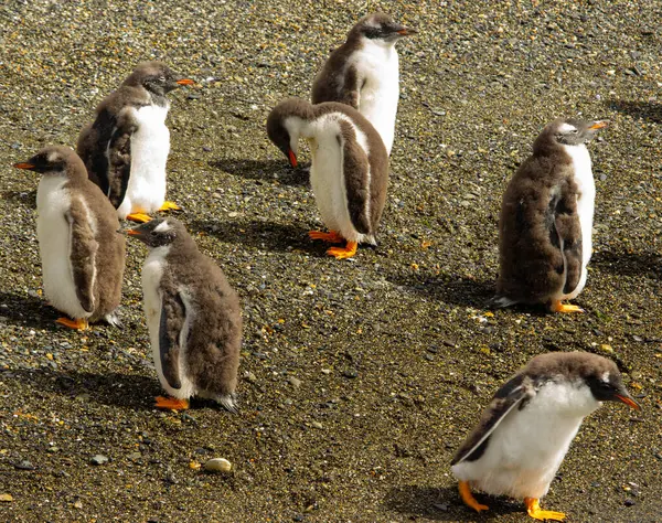 Beagle Channel, Arjantin 'deki adada penguen kolonisi