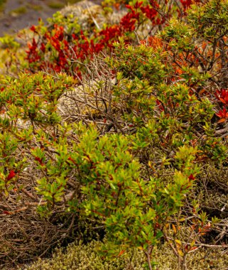 Şili 'de Villarica volkanı yakınlarında parlak renkler yetişiyor