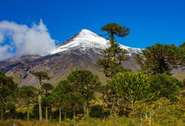 Ulusal park, Şili 'deki Volkan Lanin ve Maymun yapboz ağacı (araucaria)