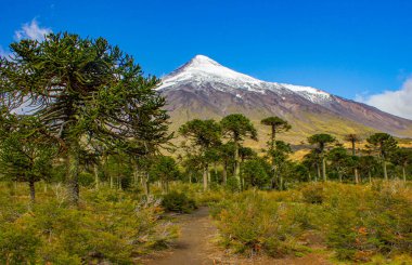 Ulusal park, Şili 'deki Volkan Lanin ve Maymun yapboz ağacı (araucaria)