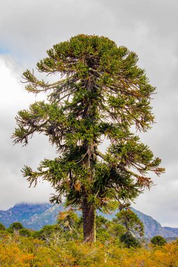 Şili 'deki maymun bulmaca ağacı (araucaria)