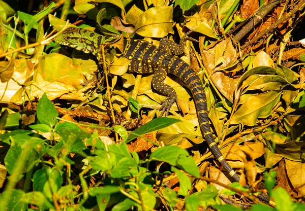 Brezilya 'daki büyük kertenkeleye yakın çekim