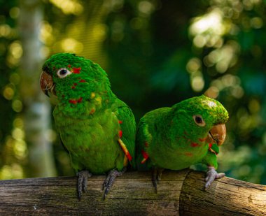 Bir dalda iki yeşil papağan, Brezilya