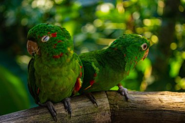 Bir dalda iki yeşil papağan, Brezilya