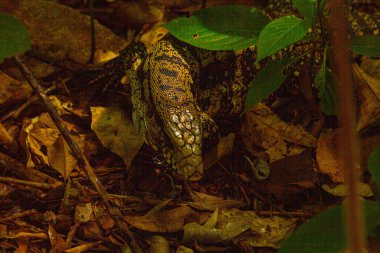 Brezilya 'da büyük bir kertenkele