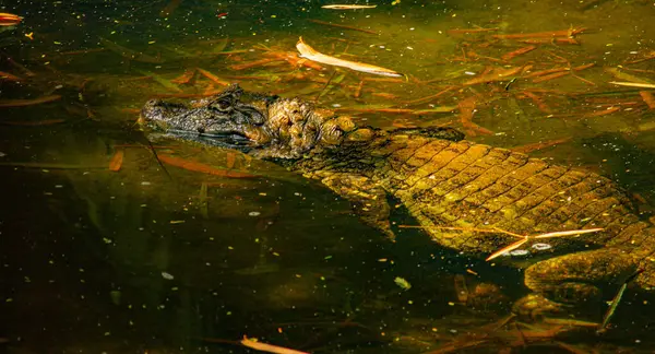 Brezilya 'da timsahın yakın çekim görüntüsü