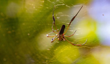 Brezilya 'daki büyük örümceğe yakın çekim