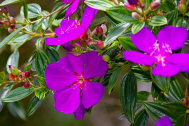 Brezilya 'daki yabani çiçeklere yakın çekim