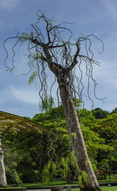 Kuala-Lumpur, Malezya 'daki parkta genç bir baobab ağacı