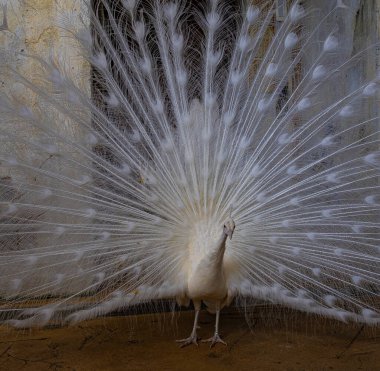 Beyaz tavus kuşunun yakın görüntüsü