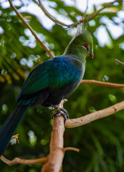 Tauraco kuşunun yakın görüntüsü