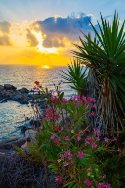 Gün batımında çiçekli deniz kıyısı, Kıbrıs