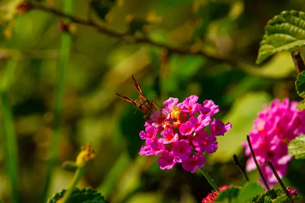 Çiçeklerdeki kelebeğin yakın plan görüntüsü