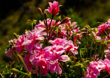 Colca Canyon, Peru 'daki yabani çiçeklere yakın çekim