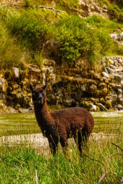 Peru 'da göl kenarındaki koyu kahverengi lama.