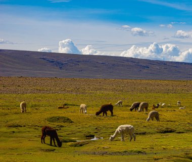 And Dağları 'nda vahşi lama, Peru