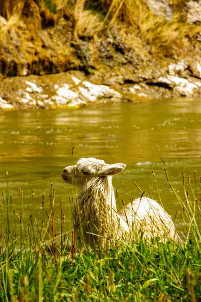 Colca Kanyonu, Peru 'daki nehrin yanındaki beyaz lama' ya yakın çekim.