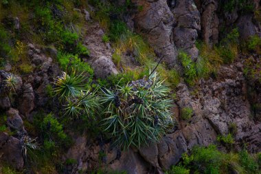 And Dağları 'ndaki Kanyon Colca, Peru