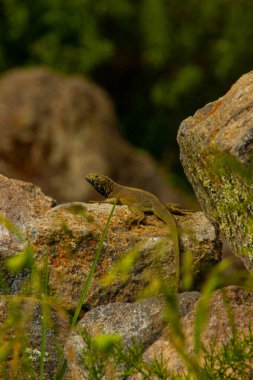Peru 'da kertenkelenin taşlara yakın görüntüsü
