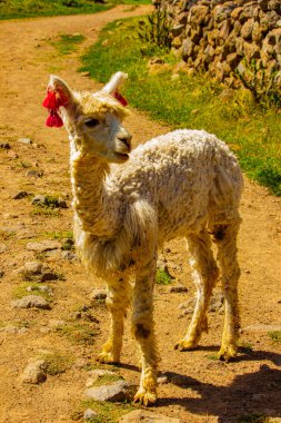 Peru 'daki genç alpaka üzerinde yakın çekim görüntüsü