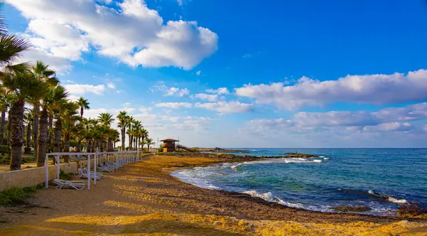 Kıbrıs Rum Kesimi, güneş doğarken palmiye ağaçları ve Akdeniz ile cennet kumsalı