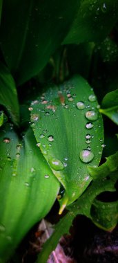 Su yeşil yaprağa düşer. 