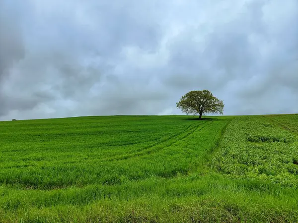 Background Alone Tree Greenery — Stock Photo, Image