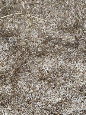 Doğranmış Kamış, Bej ve Kahverengi Tarım Dokusunun Yüksek Çözünürlüklü Görüntüsü