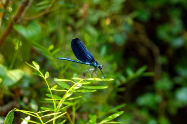 Mavi kızböceği (Calopteryx ihtişamlı) doğal ışıkta yeşil bir yaprağın üzerinde dinleniyor. Fotoğraf 8 Haziran 2025 'te Lefkada, Yunanistan' da çekildi. Canlı renk ve kanat detaylarını gösteren makro yakın plan.