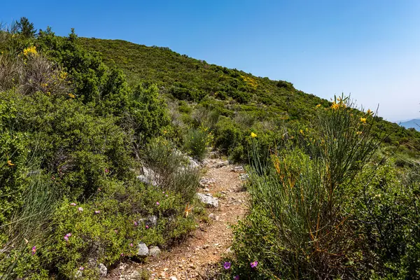 Dağ yürüyüşü patikası, kır çiçekleri ve çalıların altında.