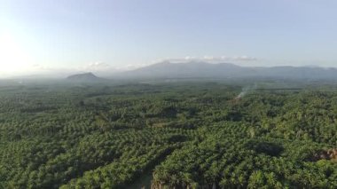 oil palm plants in the afternoon for making cooking oil, soap and car lubricants