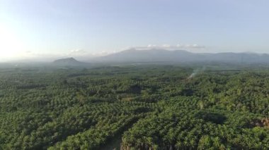 oil palm plants in the afternoon for making cooking oil, soap and car lubricants
