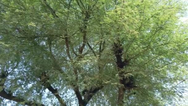 Aufnahmen Von Akazienbäumen Äste Und Blätter Von Akazienbäumen Frühling — Stockvideo