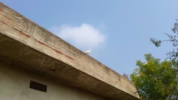 水彩鸟 印度鸟白色 与世隔绝的蓝天和建筑 慢镜头 — 图库视频影像