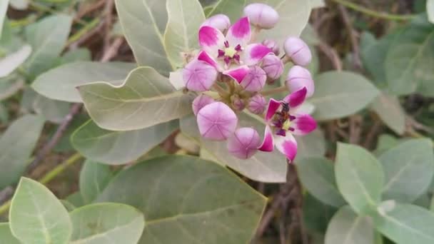 Biologische Gezonde Hybride Indiase Variëteit Woestijn Wilde Plant Appel Van — Stockvideo