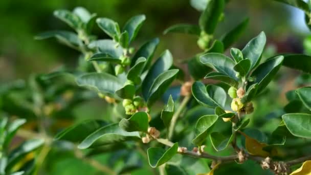 Ashwagandhaドライシード新鮮な葉を持つ薬草 別名Withania Somnifera Ashwagandha Indian Ginseng Poison Goosberry またはWinter Cherryとしても知られています — ストック動画