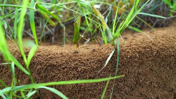 Black Ant Hill Spherical Cone Consists Soil Sand Digging Ground — Stock Video