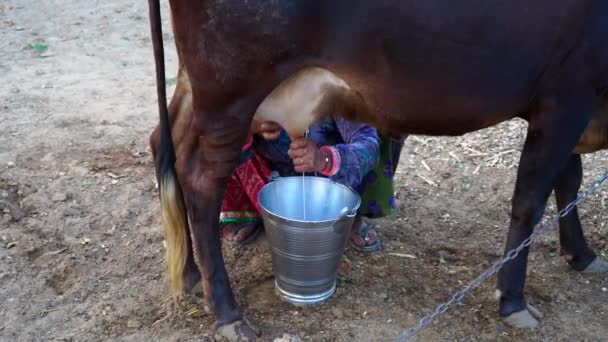 Indian Asian Woman Milking Cow Hand Morning Time Activity Farmer — Stock Video