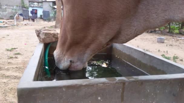 奶牛饮水 晚上在印度的一个小农场里 — 图库视频影像