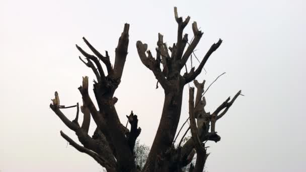 Moringa Oleifera Δέντρο Που Αρχίζει Βλασταίνει Μετά Από Κλαδεύονται Καλοκαίρι — Αρχείο Βίντεο