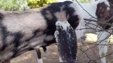 Keçi, akasya ağacındaki bir dalın yapraklarını yiyor. Yakın çekim görüntüleri